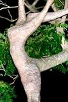Nyad (found image)